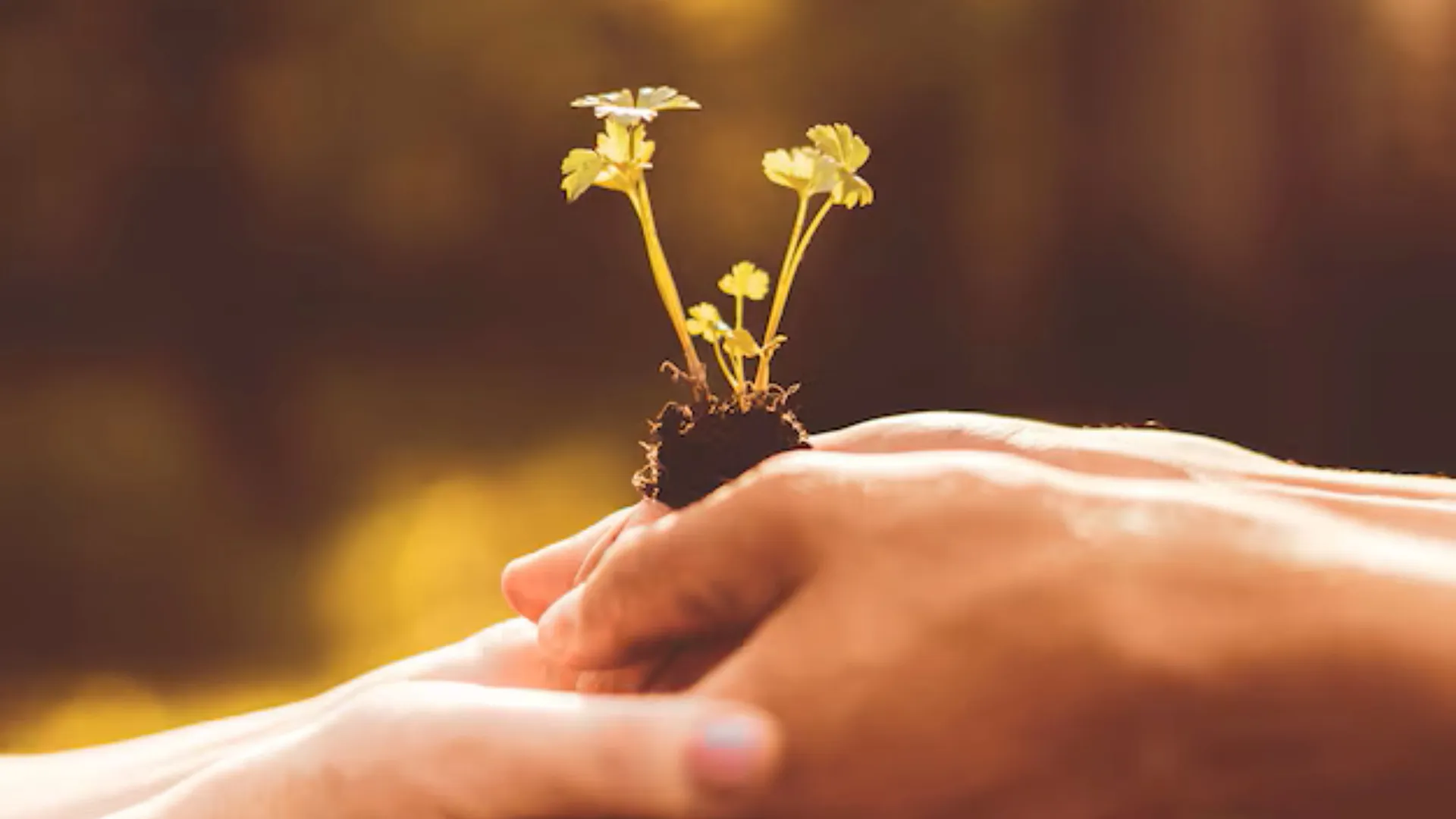 Une paire de mains qui tiennent une jeune pousse